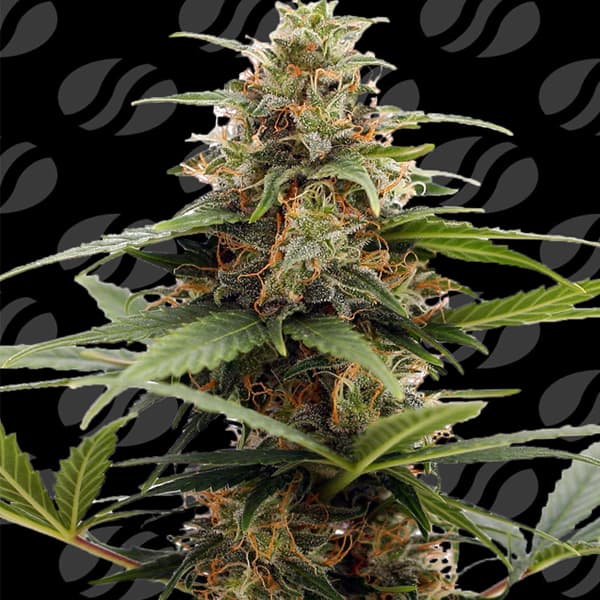 Orange Ooze > Original Sensible Seeds | Feminisierte Hanfsamen  |  Sativa